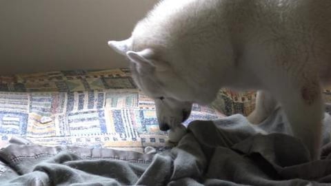Husky tries whole boiled egg for first time