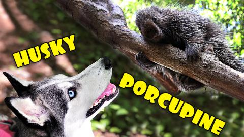 Huskies Found a Huge Porcupine to Hunt! Unsuccessfully of...