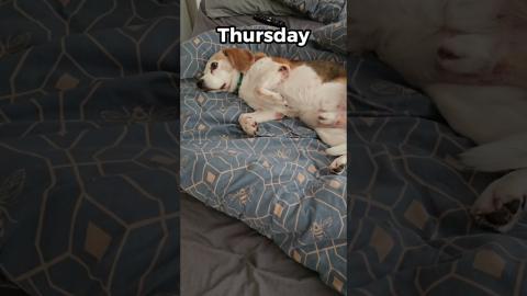 It's a Hard Life for a Beagle! 