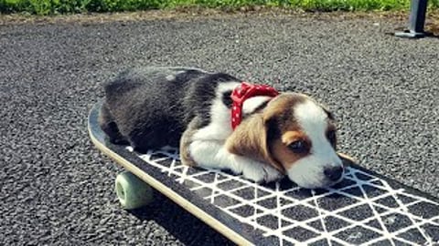 Cute Puppy First Tricks