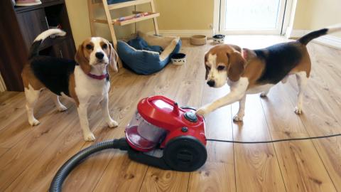 Smart Dog Deals With Dogs Hair | Funny Dog Testing Robot ...