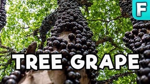 Jabuticaba | Fruits You've Never Heard Of