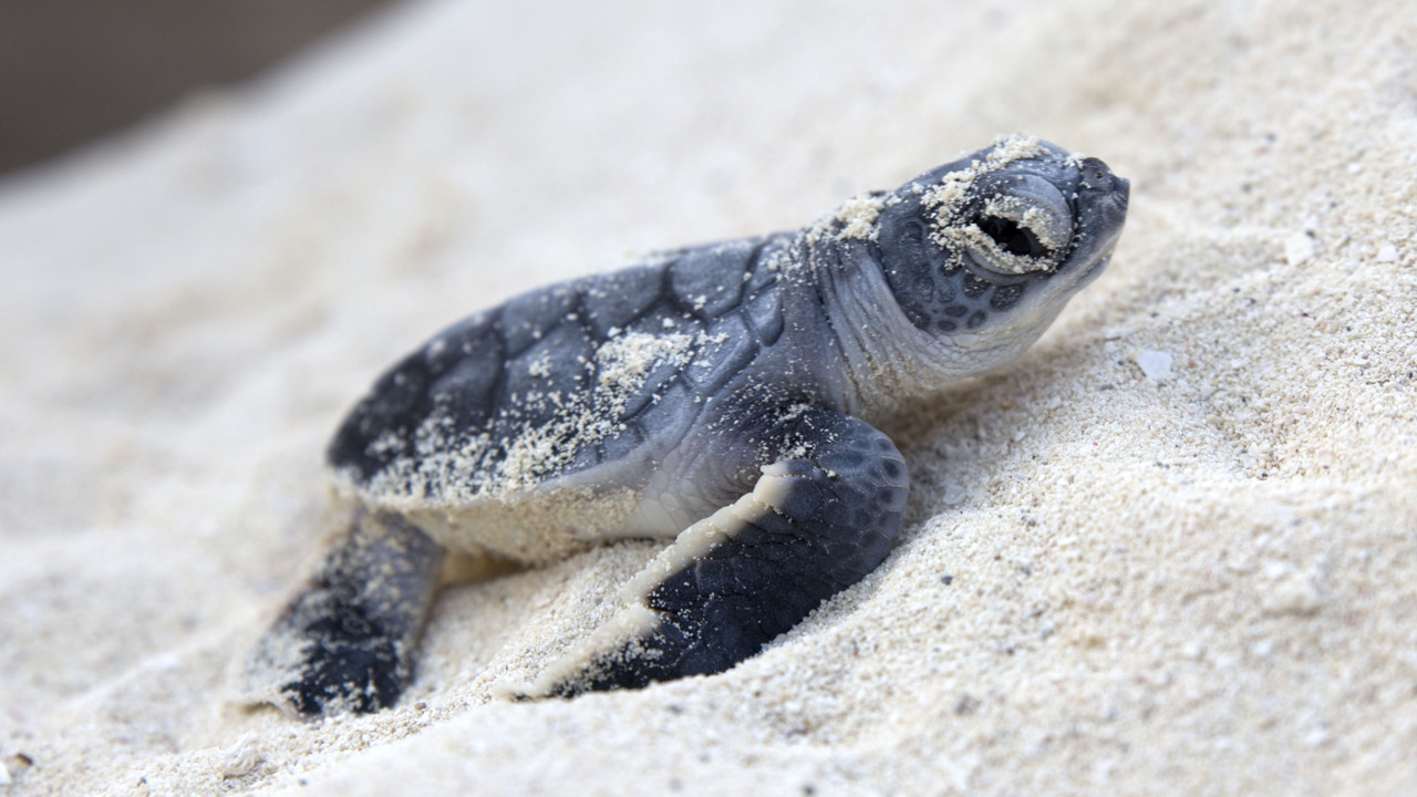 Hundreds of Florida sea turtle hatchlings hatch on July 4th | Miami Herald