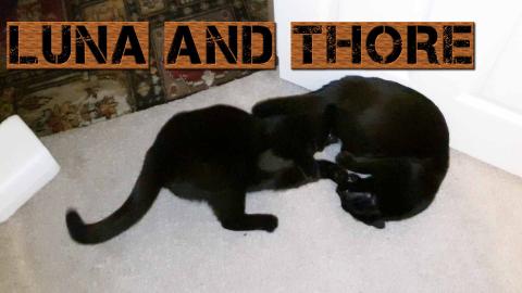Luna And Thore In Action Mode So Cute