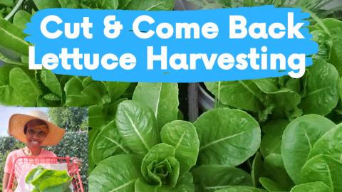 Cut & Come Back Harvesting | Romaine Lettuce Harvest | Ho...