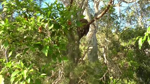 Nature recycling a termites nest for a birds nest