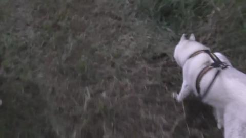 Husky & Malamute hunting for something to chase