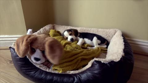 Beagle Puppy falling Asleep  in The Cutest Way Compilatio...