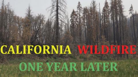 One year After The Fire - The Forest Is Growing Back - Au...
