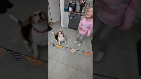 From Couch Potatoes to Volleyball Champions: Beagle dogs ...