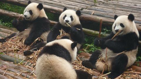20 Good News Stories from around the World