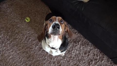 Cute Dog and Baby Meet Basset Hound for a First Time