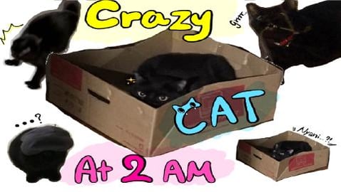 Crazy Cat at 2am