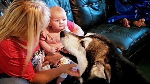 Malamute & Husky Finally Meet Baby Girl Kahlia! 