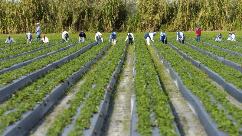 Jerry Dakin, Florida Farmer of the Year 2022