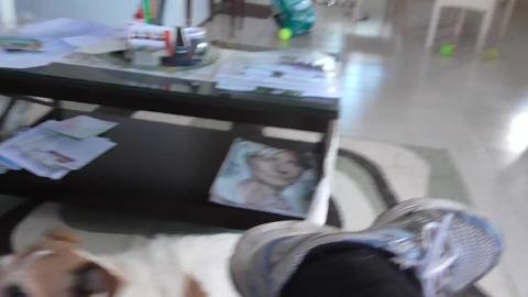 Puppy Malamute plays with Jack Russell Terrier