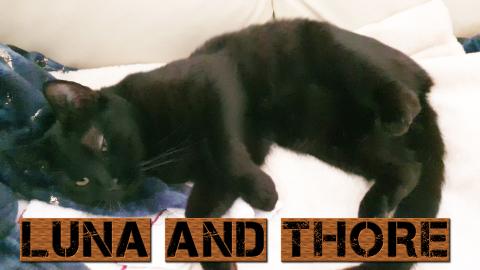 Thore Stinged By A Bee He Had To Go To The Vet - HE IS FI...