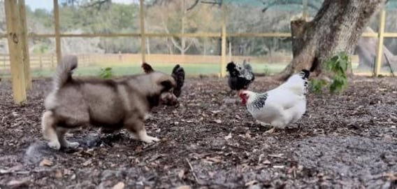 Malamute Puppy Zeus’ Guardian Dog Training Begins 