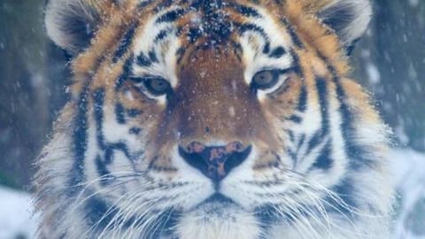 The Tiger is Having Fun in the Snow on this First Day of ...