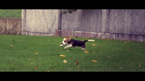 Puppy Playing In Falling Leaves for the First Time