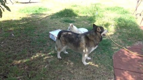 Huskies got a package from family member