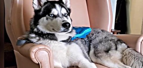 Stubborn Husky Won't Get Out Of Dad's Chair!!