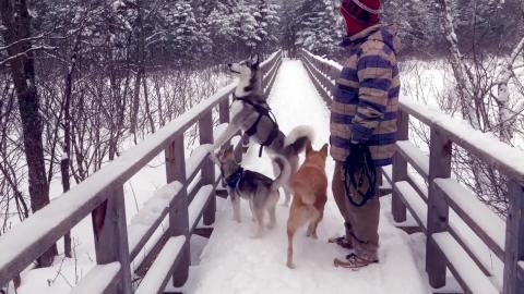 Fun time in the woods with the pack | Funny Dogs Video 