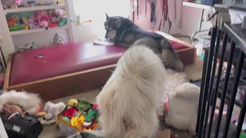 Huskies Are Grounded To Their Filthy Room Until They Clea...