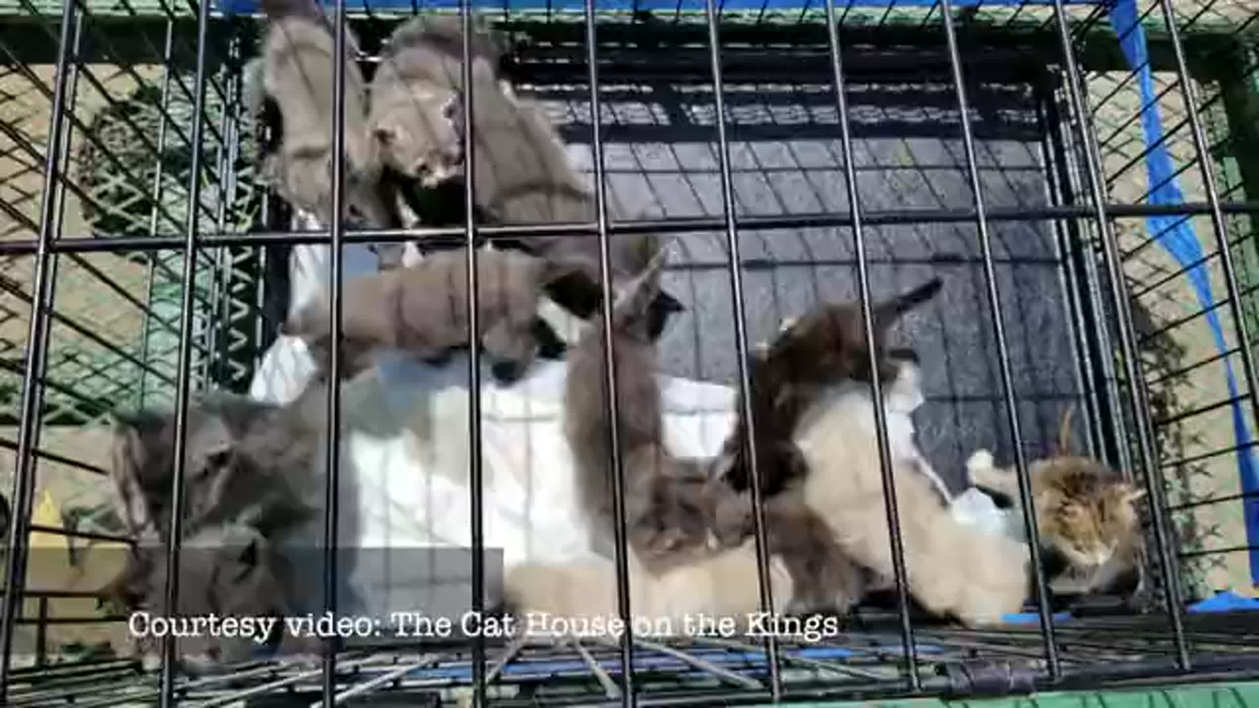 Kittens left at Fresno County animal shelter Fresno Bee
