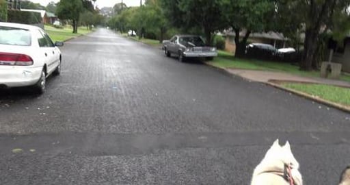 Malamute Nala was very happy to see us