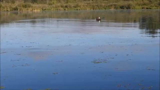 Eagle and Beaver at log. morning of Aug. 5, 2022