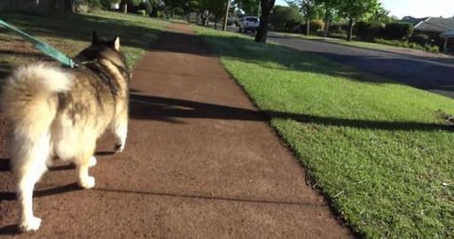 Walk cut short when we lost the water bowl