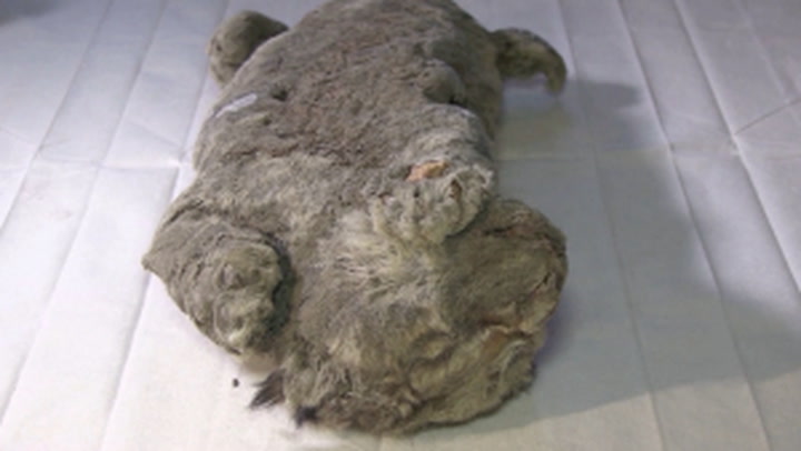 Frozen cave lion cub found in Siberia with its whiskers intact is 28,000  years old