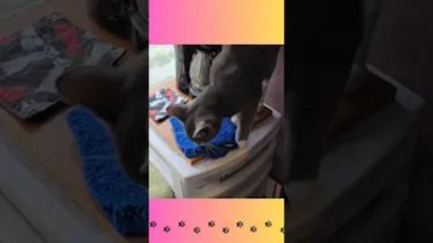 Harley's Heists #kitten #funnykitty #sillykitty #catlover...