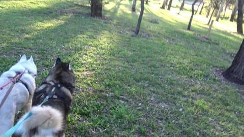 Hunting for rubbish at East Creek