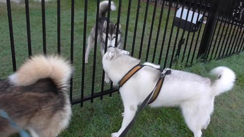 Husky puppy Tikaani over the moon at discovering another ...