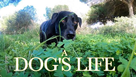 Dogs Life in Spain, His Morning Walk