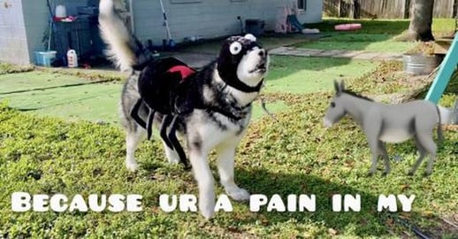 This Mad Malamute Doesn’t Want To Be A Spider for Hallo...