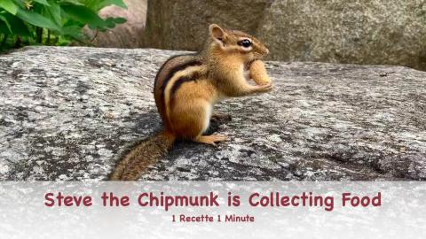 Steve the Chipmunk is Collecting Food (shorts)