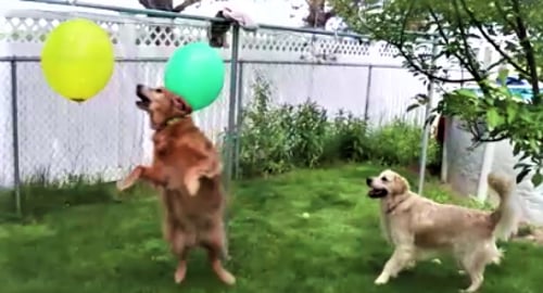 Dogs Get Scooby Doo Snacks!