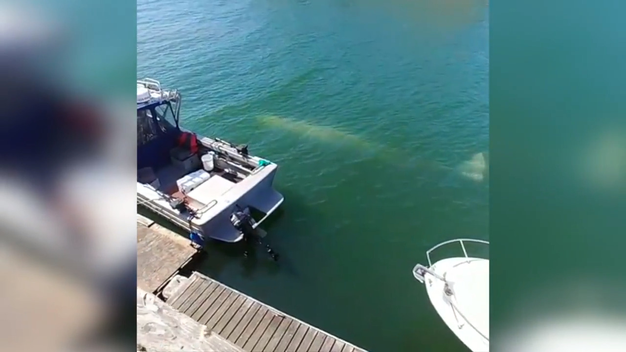Juvenile gray whale spotted in Bellingham’s Hilton Harbor Bellingham