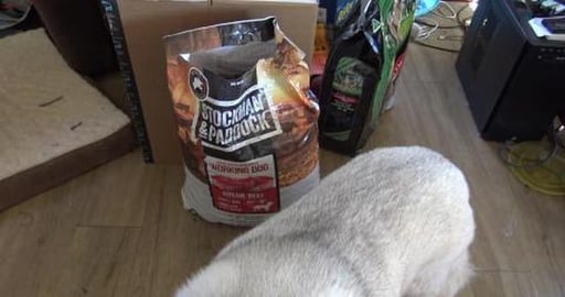 New doggy food taste test