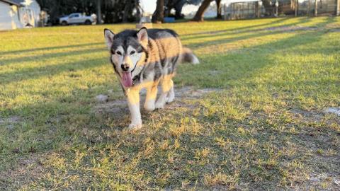 Sad Malamute Says Please Don't Go!