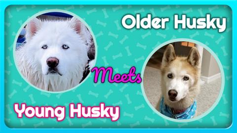 Younger Husky Meets Older Husky!