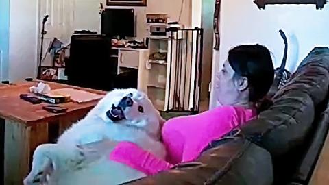 Nanny Cam | Hide & Seek With Husky Followed By Howling Wi...