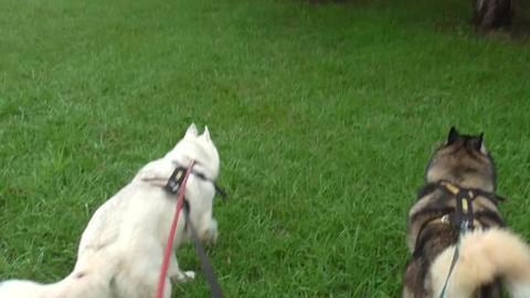 The creek is flowing & we got a Christmas card