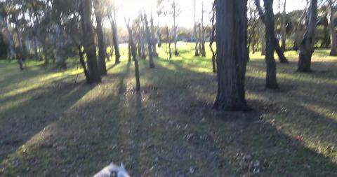 This husky is such a city girl