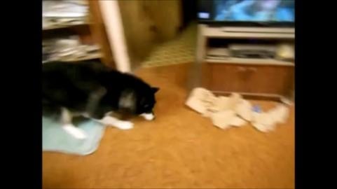 Chasing red dot on floor. Dec. 30, 2020