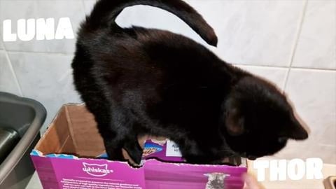 Luna loves cuddles and boxes