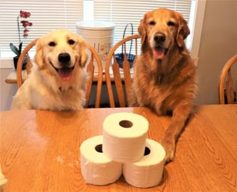 Funny Dogs Epic Toilet Paper Challenge Fail!